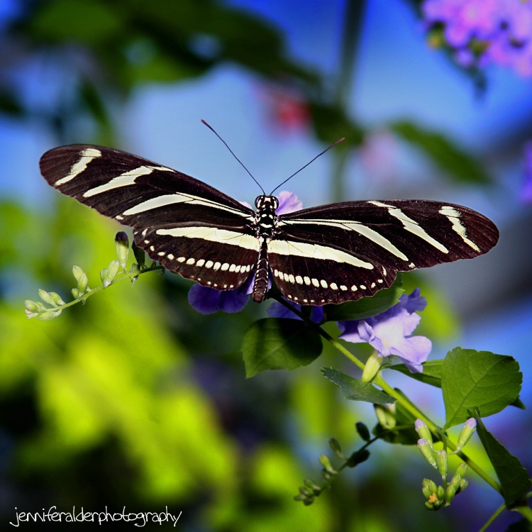 Garden Guest