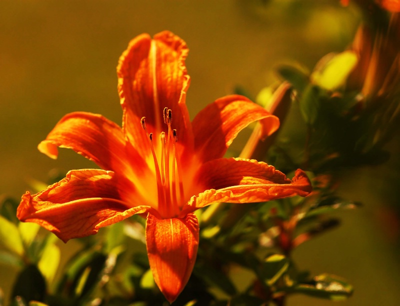 Orange Lilly