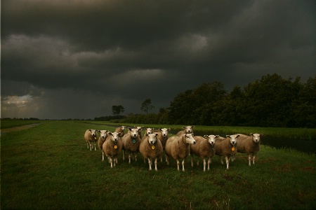 Sheeps in the Rain
