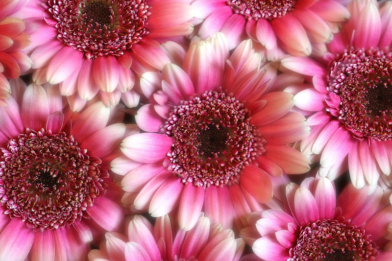 bicolor gerberas