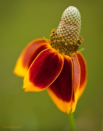 Mexican Hat