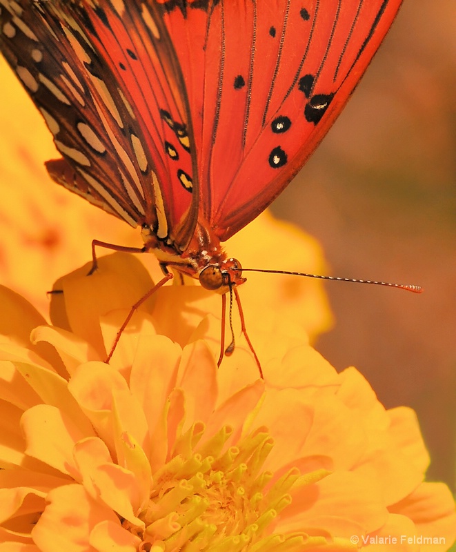 Gulf Fritillary