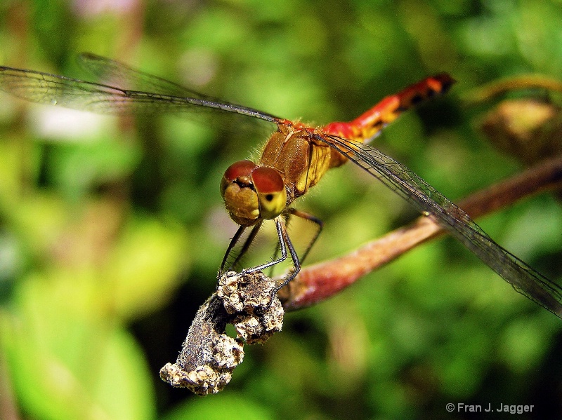 Red Dragon Fly