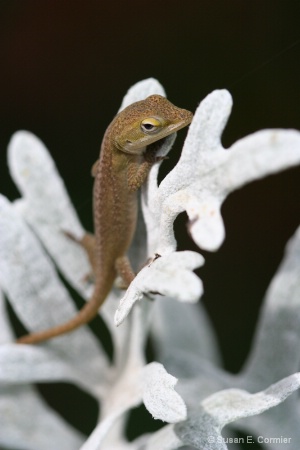 baby lizard on dusty miller