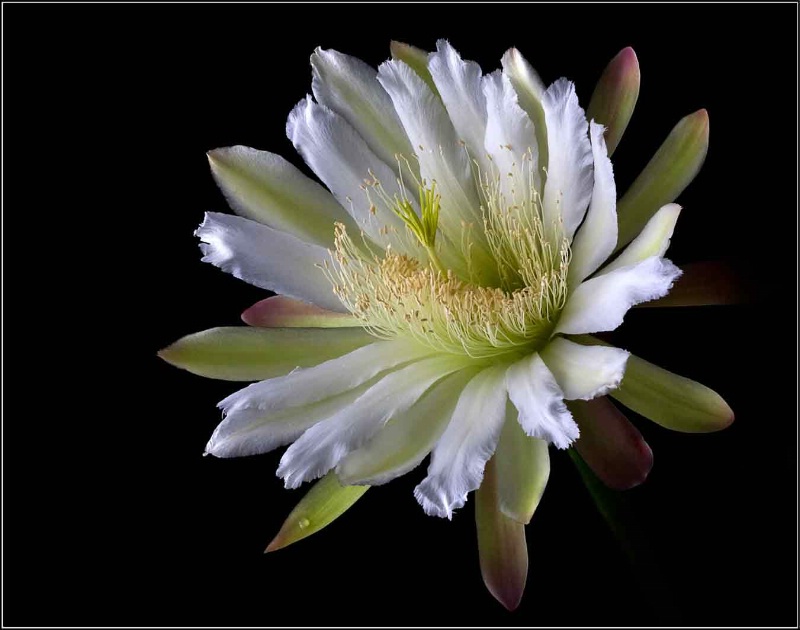 Night Blooming Cereus