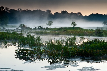 The Great Swamp