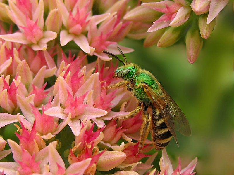 Green Metallic Bee