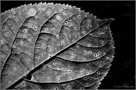 Leaf