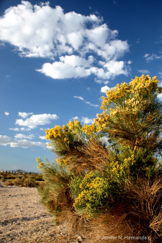 Desert Beauty