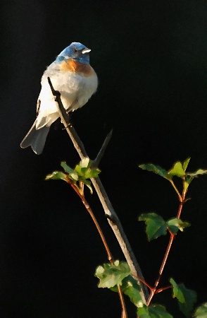 Lazuli Bunting, DD