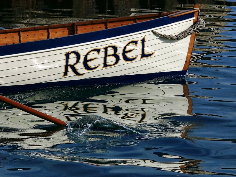 The Rebel