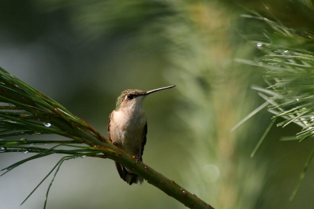 Still a few hummers