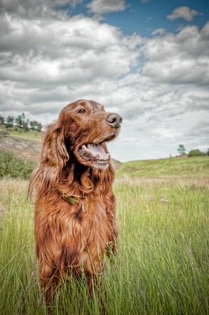 Irish Setter