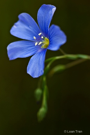 Little Blue Phlox