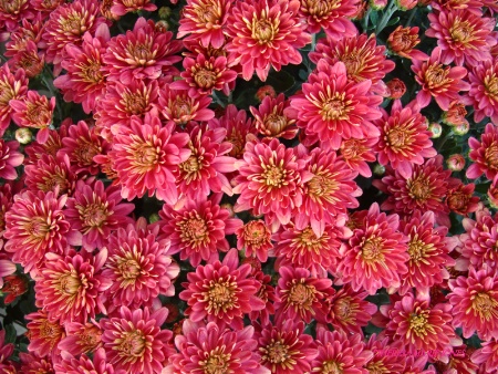 Pink Mums