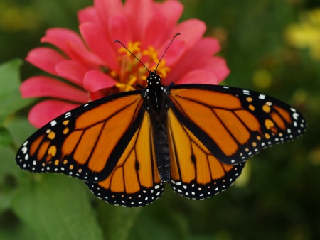 Garden Beauty