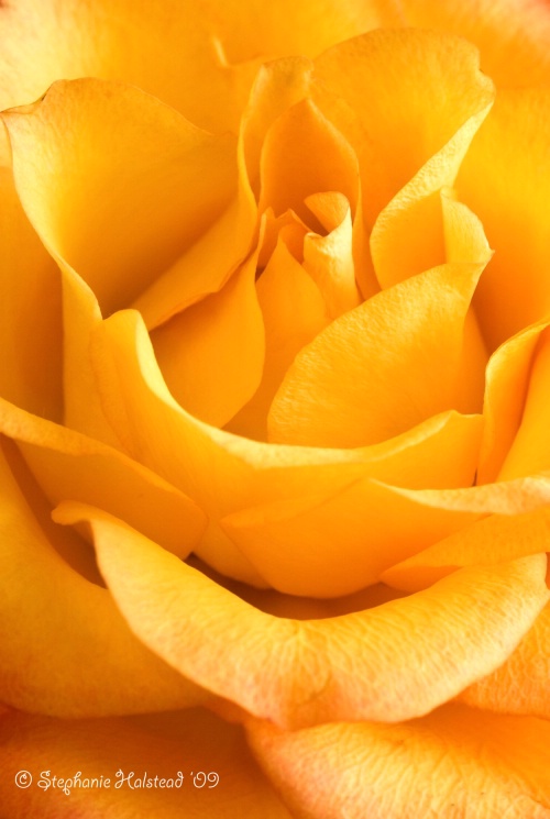 Yellow Rose