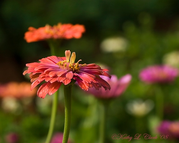 Zinnia Fields Forever