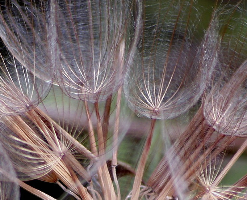 Dandelion Details