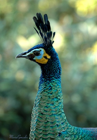 Beautiful Peacock