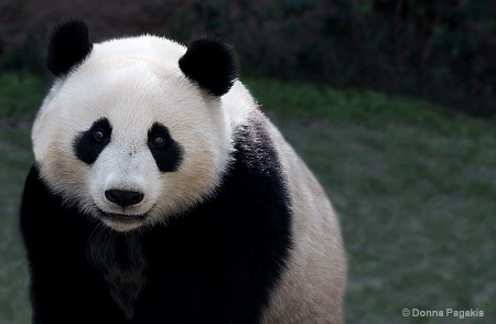 Cute & Cuddly Panda