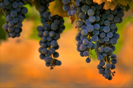 Cabernet on the Vine