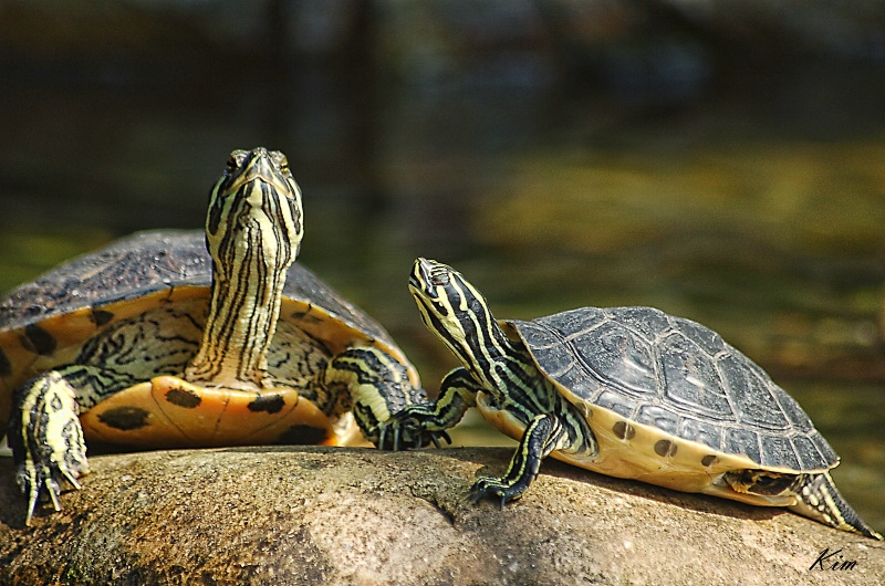 Turtles