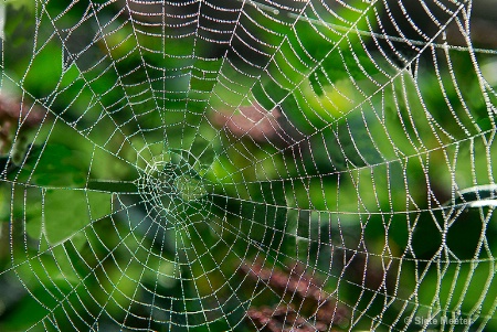 Web