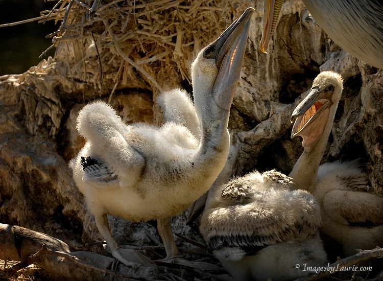 Stubborn Pelican Chick