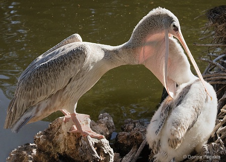 Feeding Time 