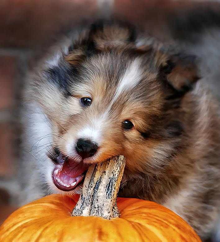 Pumpkin carving....