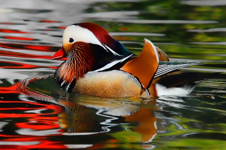 Mandarin in Color (Jan)