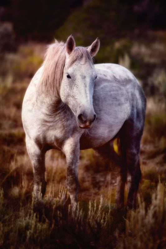 Freckle faced Mustang