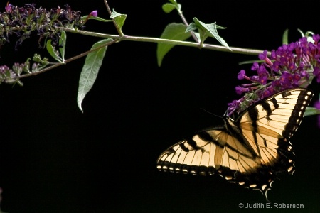 summer late afternoon visitor