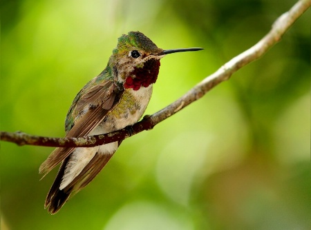 Ruby Throated Hummer