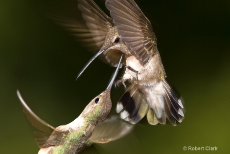 Fighting Females 