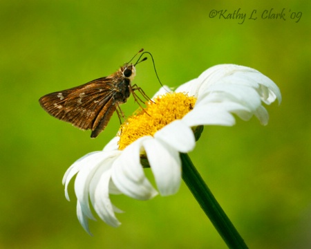 Skipper Dipper