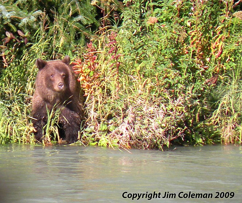 Young Grizzly Trying to fish 