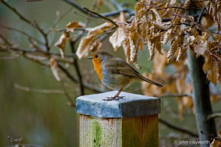 robin