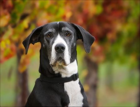 Lucy in the Vineyard -Lighting 5:1