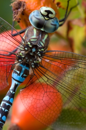 Dragonfly