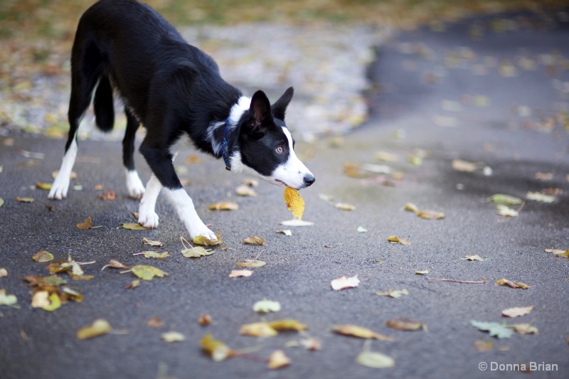 fall fun