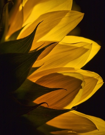 Sunflower Light