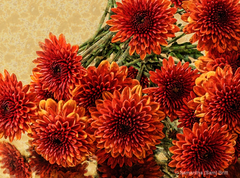 Fall Mums