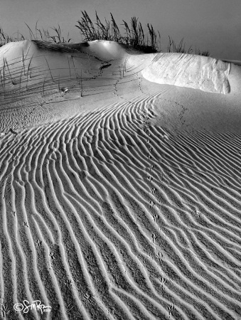 Sand Crab Trails