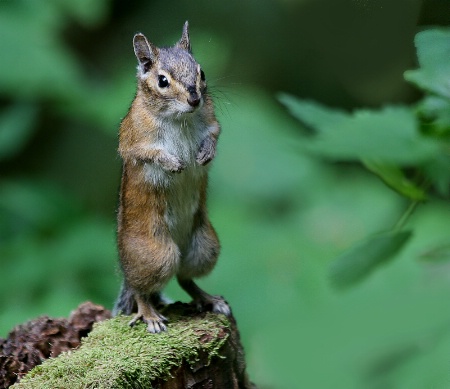 will pose for peanuts