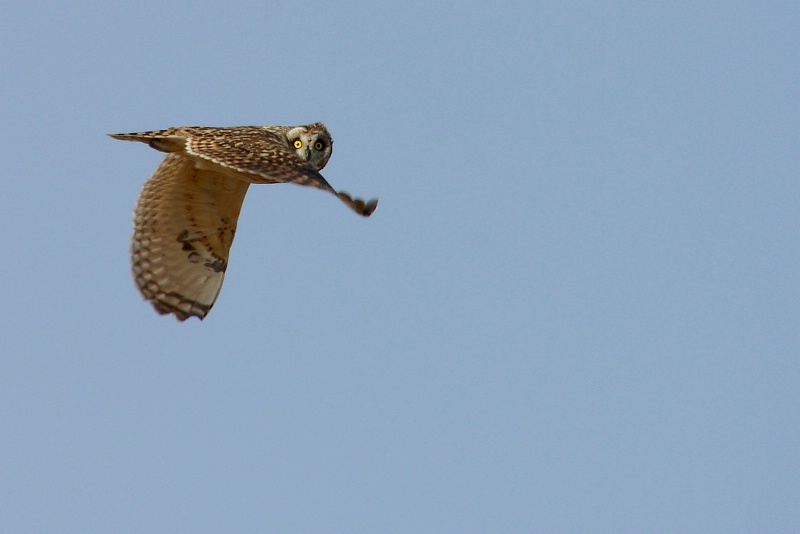 flying owl