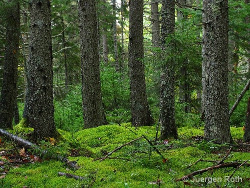 AP-001: Western Acadia National Park - ID: 9231587 © Juergen Roth