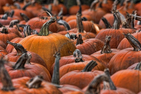 Overcooked Pumpkins