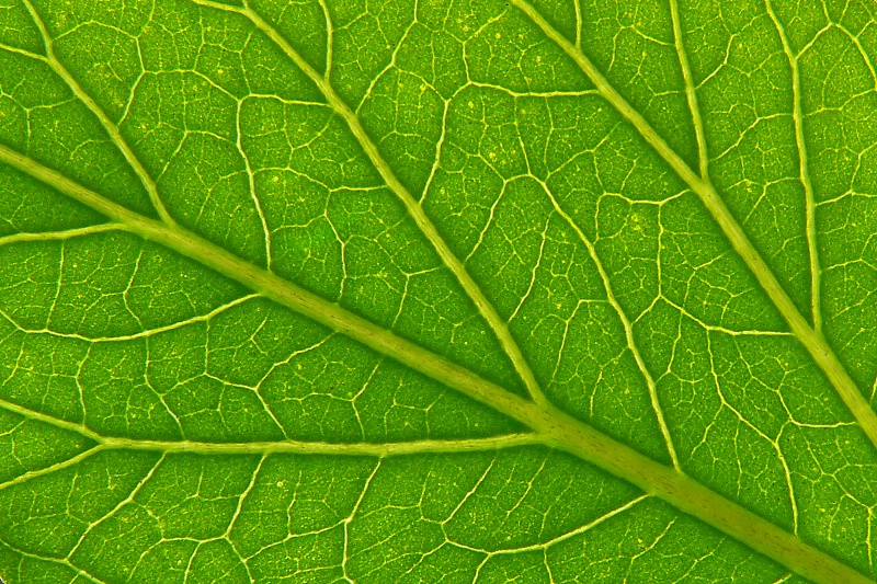 Leaf Macro